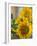 Sunny Sunflower II-Nicole Katano-Framed Photo