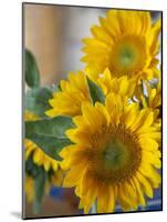 Sunny Sunflower II-Nicole Katano-Mounted Photo