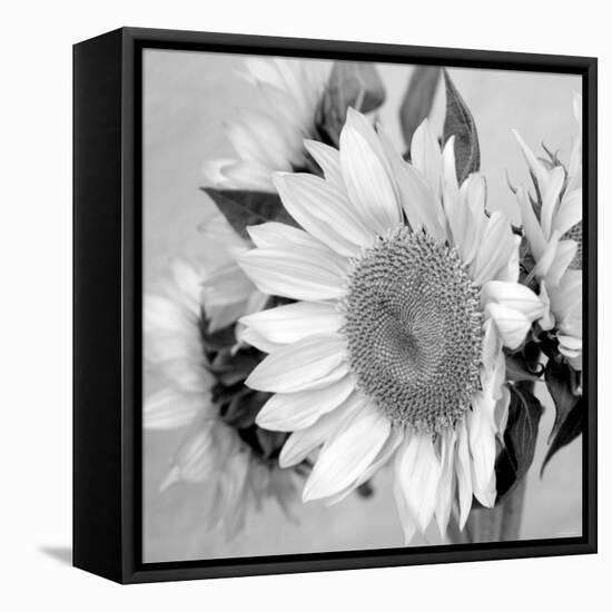 Sunny Sunflower II-Nicole Katano-Framed Stretched Canvas