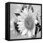 Sunny Sunflower II-Nicole Katano-Framed Stretched Canvas