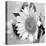 Sunny Sunflower II-Nicole Katano-Stretched Canvas