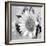 Sunny Sunflower II-Nicole Katano-Framed Photo