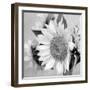 Sunny Sunflower II-Nicole Katano-Framed Photo