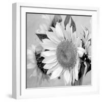 Sunny Sunflower II-Nicole Katano-Framed Photo