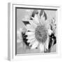 Sunny Sunflower II-Nicole Katano-Framed Photo