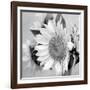 Sunny Sunflower II-Nicole Katano-Framed Photo