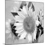 Sunny Sunflower II-Nicole Katano-Mounted Photo