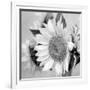 Sunny Sunflower II-Nicole Katano-Framed Photo