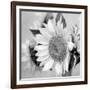 Sunny Sunflower II-Nicole Katano-Framed Photo