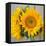 Sunny Sunflower III-Nicole Katano-Framed Stretched Canvas