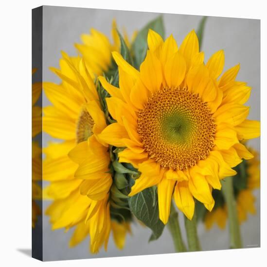 Sunny Sunflower III-Nicole Katano-Stretched Canvas