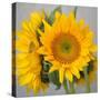 Sunny Sunflower III-Nicole Katano-Stretched Canvas