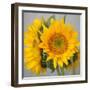 Sunny Sunflower III-Nicole Katano-Framed Photo