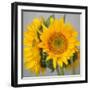 Sunny Sunflower III-Nicole Katano-Framed Photo