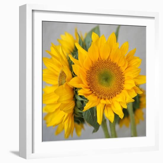 Sunny Sunflower III-Nicole Katano-Framed Photo