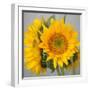 Sunny Sunflower III-Nicole Katano-Framed Photo