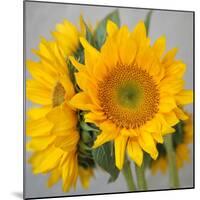 Sunny Sunflower III-Nicole Katano-Mounted Photo