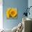 Sunny Sunflower III-Nicole Katano-Photo displayed on a wall