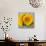 Sunny Sunflower III-Nicole Katano-Photo displayed on a wall