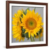 Sunny Sunflower III-Nicole Katano-Framed Photo