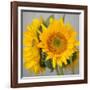 Sunny Sunflower III-Nicole Katano-Framed Photo