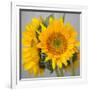 Sunny Sunflower III-Nicole Katano-Framed Photo