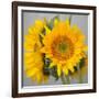 Sunny Sunflower III-Nicole Katano-Framed Photo