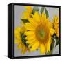 Sunny Sunflower IV-Nicole Katano-Framed Stretched Canvas