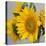 Sunny Sunflower IV-Nicole Katano-Stretched Canvas