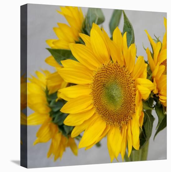 Sunny Sunflower IV-Nicole Katano-Stretched Canvas