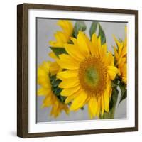 Sunny Sunflower IV-Nicole Katano-Framed Photo