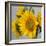 Sunny Sunflower IV-Nicole Katano-Framed Photo