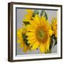 Sunny Sunflower IV-Nicole Katano-Framed Photo