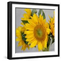 Sunny Sunflower IV-Nicole Katano-Framed Photo