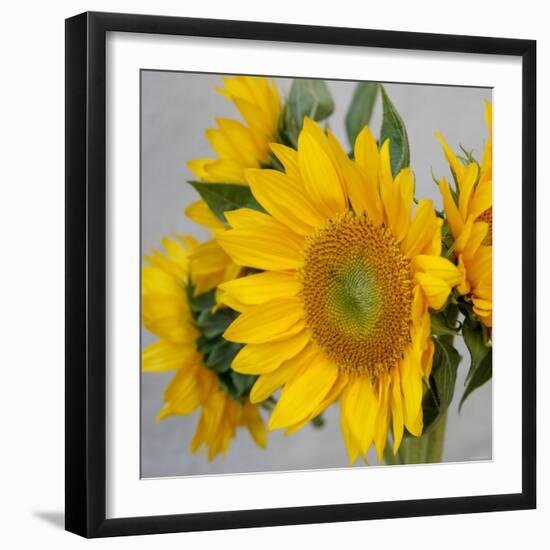 Sunny Sunflower IV-Nicole Katano-Framed Photo