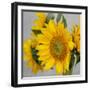 Sunny Sunflower IV-Nicole Katano-Framed Photo