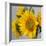 Sunny Sunflower IV-Nicole Katano-Framed Photo