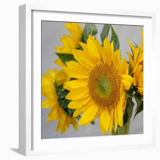 Sunny Sunflower IV-Nicole Katano-Framed Photo