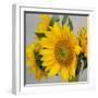 Sunny Sunflower IV-Nicole Katano-Framed Photo