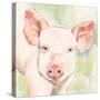 Sunny the Pig I-Victoria Barnes-Stretched Canvas