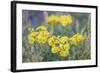 Sunny Wilderness-Staffan Widstrand-Framed Giclee Print