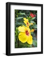 Sunny Wind, Hibiscus, Usa-Lisa S. Engelbrecht-Framed Photographic Print