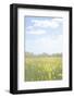 Sunny Yellow Speckled Field-null-Framed Photographic Print