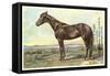 Sunol, Race Horse-null-Framed Stretched Canvas