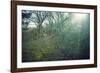 Sunray and remains of a defensive wall of a bunker on a mountain in a wood in winter in Alsace-Axel Killian-Framed Photographic Print