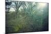 Sunray and remains of a defensive wall of a bunker on a mountain in a wood in winter in Alsace-Axel Killian-Mounted Photographic Print
