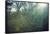Sunray and remains of a defensive wall of a bunker on a mountain in a wood in winter in Alsace-Axel Killian-Framed Stretched Canvas