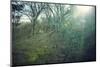 Sunray and remains of a defensive wall of a bunker on a mountain in a wood in winter in Alsace-Axel Killian-Mounted Photographic Print