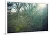 Sunray and remains of a defensive wall of a bunker on a mountain in a wood in winter in Alsace-Axel Killian-Framed Photographic Print