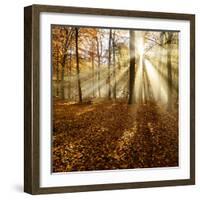 Sunrays and Morning Fog, Deciduous Forest in Autumn, Ziegelroda Forest, Saxony-Anhalt, Germany-Andreas Vitting-Framed Photographic Print